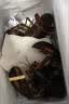 鲜京采 鲜活波士顿龙虾 净重400-500g/只*2只 保活到家源头直发中秋家宴 实拍图