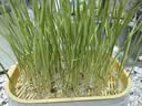 HELLOJOY无土水培猫草盆栽去化毛球懒人种植猫草麦子育苗盘化毛草猫咪零食 实拍图