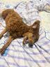 疯狂小狗狗粮幼犬成犬全价粮10kg 金毛泰迪中大型小型通用鸭肉梨20斤 实拍图