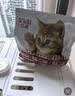亿迪 猫粮幼猫1-4月12月全价奶糕蓝猫英短美短小猫专用离乳期3斤 实拍图