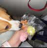 憨憨乐园宠物狗狗玩具小狗幼犬耐咬磨牙自嗨解闷小型犬比熊发声狗玩具球 实拍图