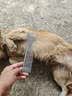 USPET宠物猫咪狗狗排梳猫梳子宠物去浮毛开结钢梳布偶长毛猫专用猫毛梳 实拍图