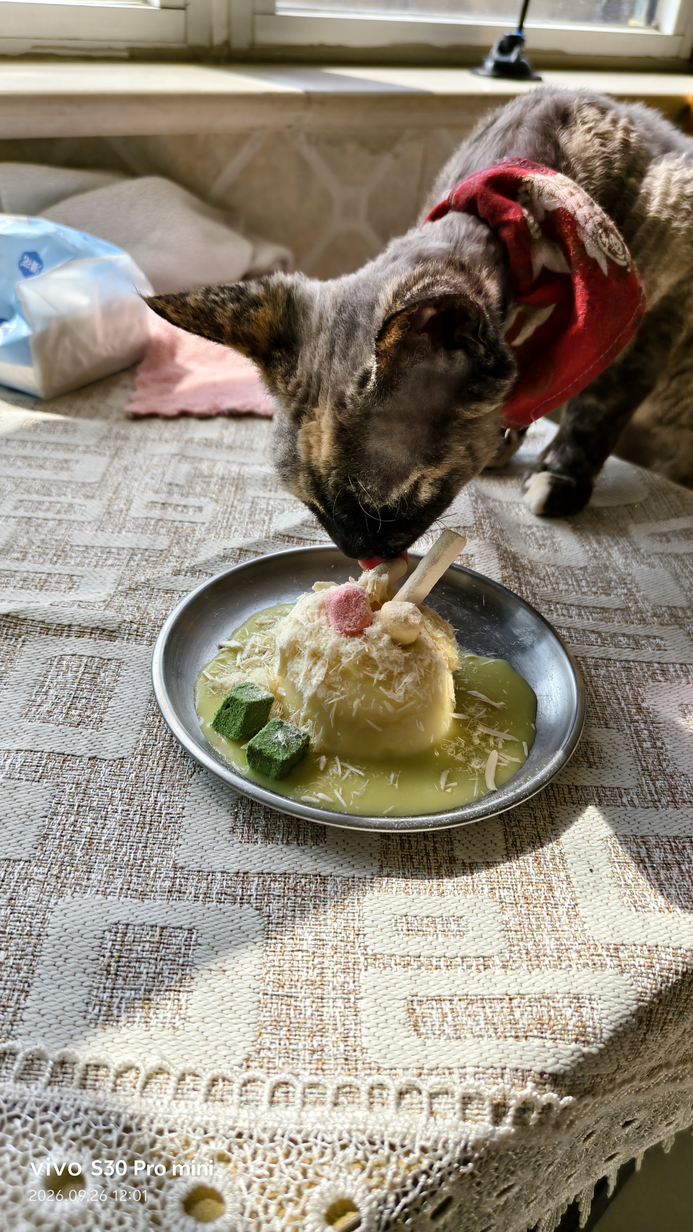 多特思猫罐头猫湿粮主食罐浓汤补水罐猫咪零食下午茶金瓜奶露60g*6罐 实拍图