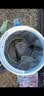 达亿瓦（DAIWA）一击 轻量鲤鱼鲫鱼草鱼罗非 进口鱼竿手杆 轻硬挺 休闲台钓 6.3m 一击T 63.K（大物） 不支持使用/试用后退换货 实拍图
