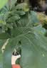植男植女客厅龟背竹大型真绿植盆栽净化空气寓意好四季常青办公室源头直发 实拍图