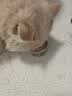 京东京造猫咪零食猫罐头咕噜宣言全价主食罐鲜肉焖烧85g*6鸡胸肉三文鱼 实拍图
