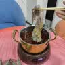美加佳三去鱿鱼须250g 去牙去头去脏鱿鱼爪 铁板鱿鱼 海鲜水产火锅聚餐 实拍图
