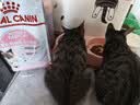 皇家猫粮 幼猫奶糕 幼猫猫粮 BK34 通用粮 1-4月 2KG 实拍图