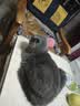 冠能猫粮成猫猫粮三文鱼味7kg 全价猫粮 稳固免疫 适口性强 实拍图