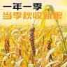农合天下敖汉黄小米5斤 金苗K1 小米黄小米 小米新米 小米杂粮粥 早餐 实拍图