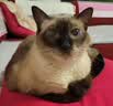福丸自然空气玉米豆腐猫砂除臭低尘可冲厕所 玉米淡香 2.5kg*4包 实拍图