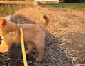 嬉皮狗小狗狗牵引绳背心式遛狗绳子小型犬胸背带狗链子 M码 建议4-10斤 实拍图