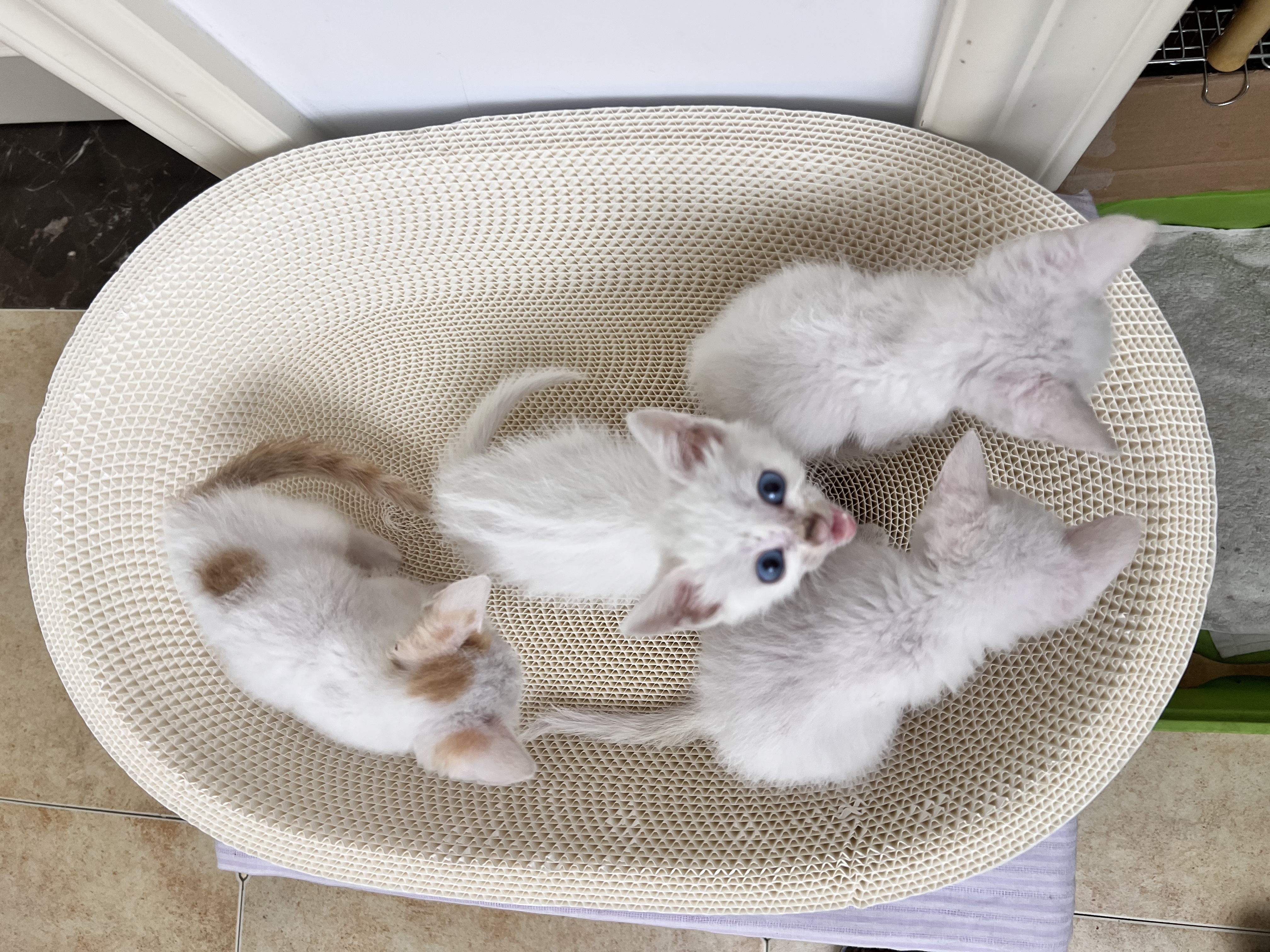 疯狂的主人猫抓板白牛卡纸超耐抓磨不掉屑椭圆形猫咪爪板猫窝一体特大号玩具 实拍图