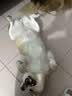 超可信（NexGard SPECTRA）狗狗进口驱虫药大型犬XL号体内外同驱去跳蚤蜱虫原研药3片装 实拍图