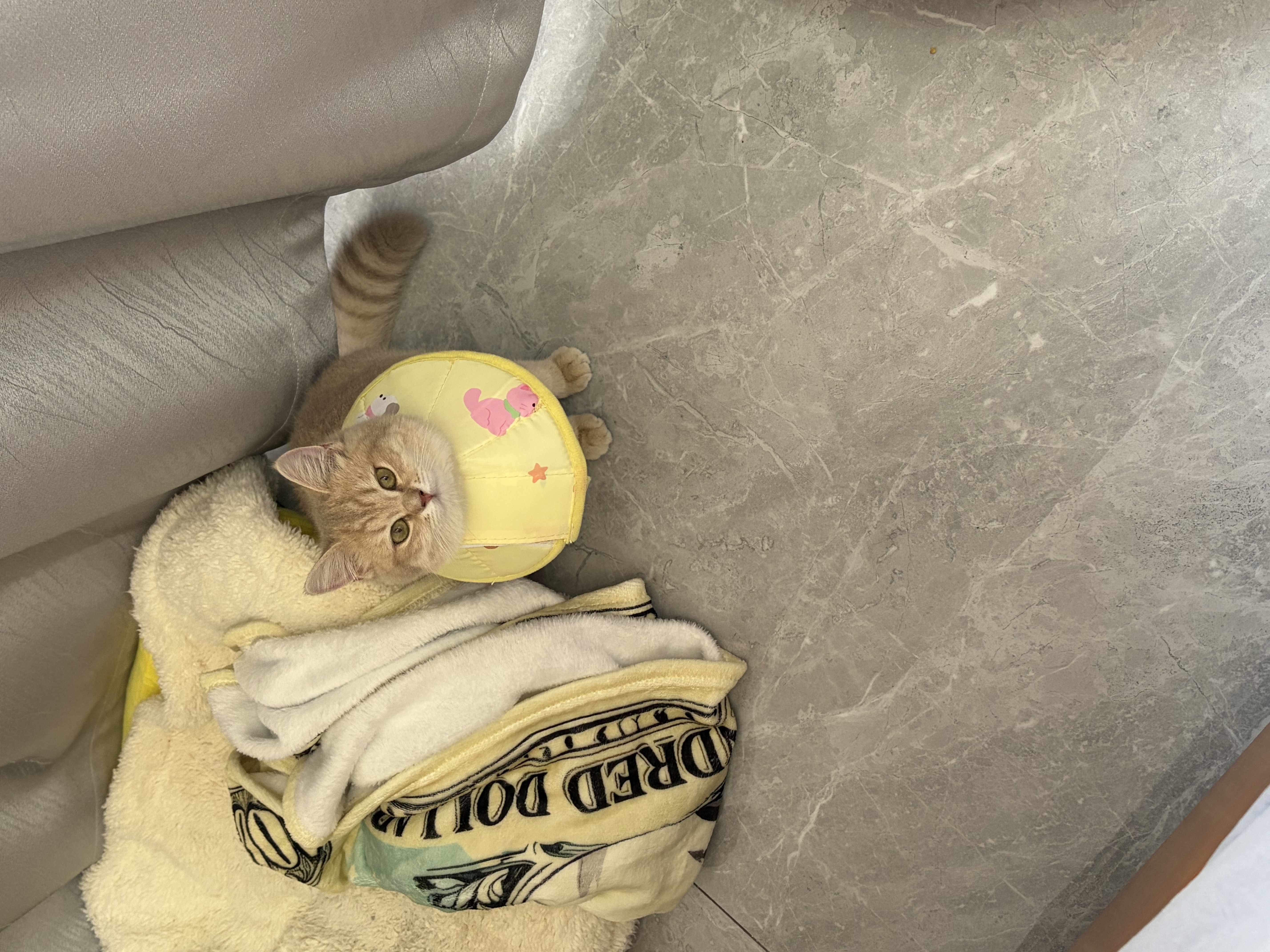 宠德多保定包猫用宠物猫咪剪指甲打针固定包洗澡神器束缚猫咪包洗猫袋 蓝色 S号（37*24cm 适合2-3kg犬猫） 实拍图
