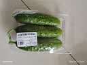 【水果菜】东北旱黄瓜约550g 实拍图