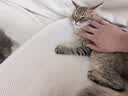 诚实一口P40全价猫粮成猫幼猫室内外80%鲜肉高蛋白长肉美毛鸡鱼味400g 实拍图