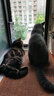 佩玛思特猫粮 深海鱼鸡肉系列 成猫幼猫低敏猫主粮 佩玛斯特 幼猫粮/怀孕母猫粮2kg 实拍图