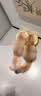 皇家猫粮 幼猫猫粮 幼猫奶糕 K36 通用粮 4-12月 2KG 实拍图