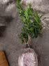 桂花树苗盆栽室内四季桂花卉植物金桂丹桂庭院大树浓香型绿植开花 四季桂花70-90cm-多分叉【原土球发货】 实拍图