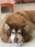 豆柴（docile）冻干三拼成犬狗粮添加有益菌蛋黄鸡肉鸭肉粒通用无谷粮10kg/20斤 实拍图