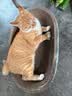 疯狂的主人猫抓板窝碗形超大号猫抓盆不掉屑猫窝宠物猫玩具瓦楞纸猫爪板 实拍图