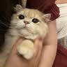 冠能猫粮 成猫猫粮鸡肉味10kg 全价猫粮 稳固免疫【宠物金选】 实拍图