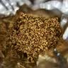 参庆堂桂花50g原味干桂花茶广西桂林金桂花茶干花泡水喝花草养生茶礼品 实拍图