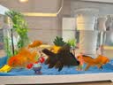 阔庭（KUOTING）缸水族箱生态桌面鱼缸新款懒人鱼缸生态造景过滤制氧一体机白色 实拍图