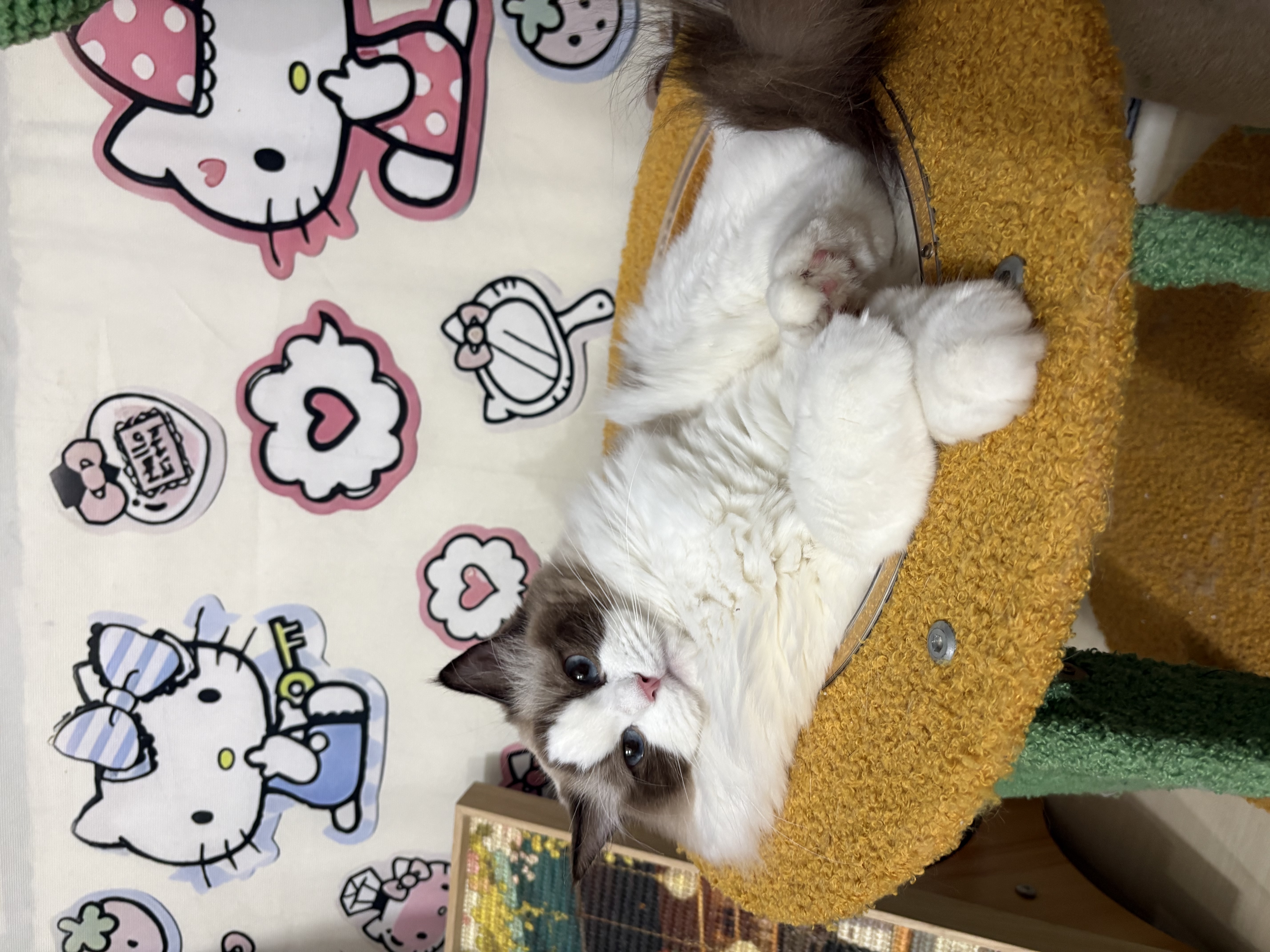 麦富迪猫粮 barf霸弗天然猫粮冻干幼猫粮高蛋白温和养护肠胃鲜鸡肉1.8kg 实拍图