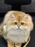 网易严选全价猫粮4.0 成幼猫三文鱼亮毛护肠胃深海鱼虾味10kg【宠物金选】 实拍图
