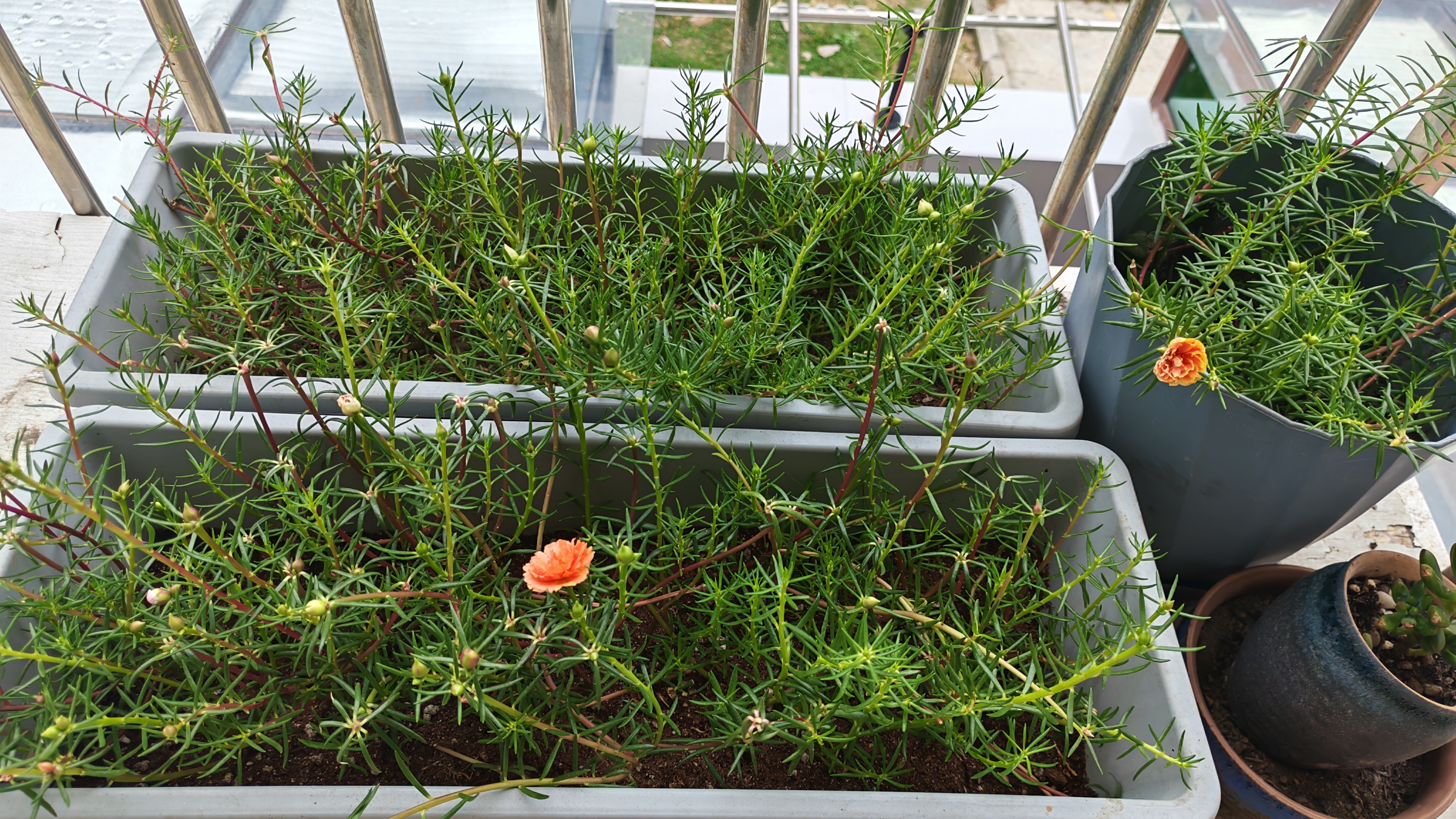 花沃里营养土通用型12L 花土种植土种菜土兰花多肉土泥炭土椰砖有机土壤 实拍图