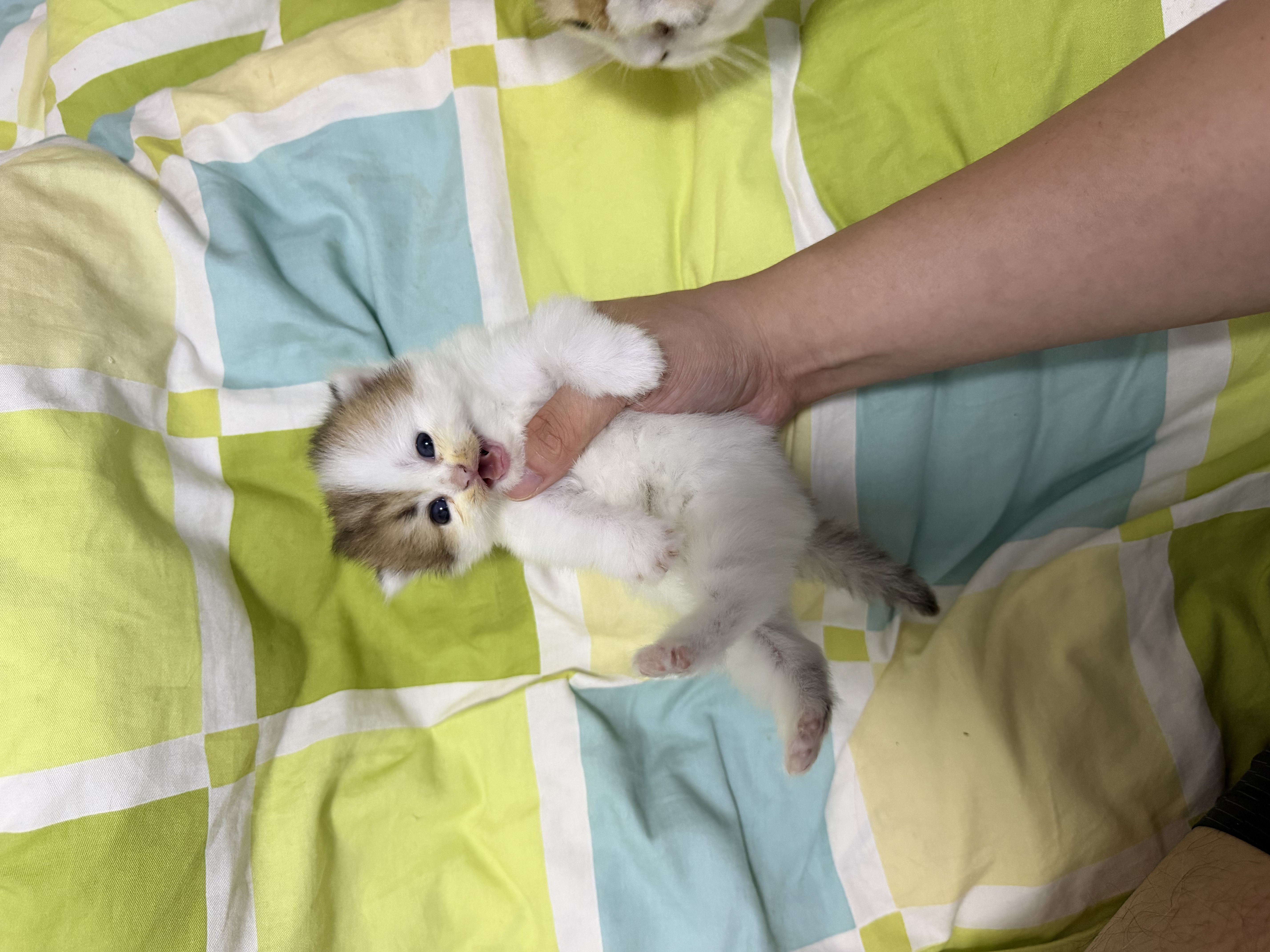 pidan猫砂 天然钠基球型猫砂2.4kg*4包 球型膨润土砂京东自营 实拍图
