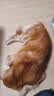 伯纳天纯狗粮中大型犬全价成年犬粮17kg羊肉蔓越莓味囤货装 实拍图