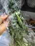 【火锅季】带根香菜100g 实拍图