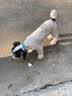 佰滋利9拼冻干狗粮5斤 成犬幼犬边牧金毛柯基拉布拉多通用型狗粮2.5kg 实拍图