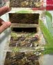 美好时光原味海苔片48包36g 即食紫菜寿司包饭海苔 儿童休闲零食礼物 实拍图