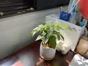 史丹利观叶绿植专用营养土室内盆栽植物通用型土壤盆景种绿植泥炭土10L 实拍图