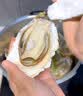 鲜京采鲜活乳山生蚝6XL 净重5斤 6-8只 鲜活到家 源头直发 牡蛎海鲜 实拍图