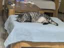 伟嘉成猫猫粮全价粮1.3kg海洋鱼味夹心粮布偶蓝猫橘猫 实拍图