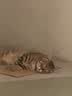 麦富迪猫粮 超肉粒冻干双拼成猫粮美毛护肠胃 三文鱼2kg 实拍图