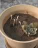 多肉植物精选随机一款多肉好养易活桌面绿植1 一颗随机品种多肉植物 实拍图