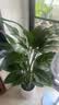 花财主天堂鸟盆栽办公室大型绿植客厅鸭脚木植物家用吸甲醛净化空气好养 5-6天堂鸟1.2-1.3m【梯形盆】 实拍图