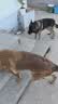 凯锐思德牧狗粮 专用幼犬成犬大型犬黑背警犬狼狗犬粮 2kg*10囤货装 实拍图