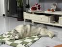 比瑞吉狗粮大中型犬老年犬俱乐部系列鸡肉鲣鱼海藻山药通用粮12kg7岁+ 实拍图