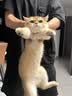 鲜朗幼猫主食罐慕斯奶糕猫罐头离乳期营养无谷全价英短猫咪湿粮补水 幼猫主食罐3盒【85g*18罐】 实拍图