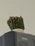 花财主钱串子多肉植物室内盆栽花卉绿植旺宅钱多多大颗好养四季肉肉鲜花 钱串40-60头+提拉米苏盆 带盆栽好 实拍图