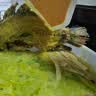GUO LIAN国联小霸龙青花椒烤鱼2斤2-3人份烧烤加热即食夜宵预制菜 实拍图