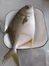 富海锦渤海银鲳鱼净重450g3条平鱼深海鱼烧烤食材烤鱼海鲜纯鱼肉中秋礼 实拍图