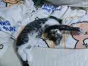 七彩缦冻干猫粮5斤2.5kg宠物幼猫成猫全阶段流浪20猫咪主粮深海鱼 鱼味猫粮5斤 实拍图